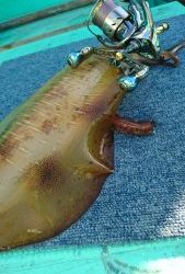 愛海丸 釣果