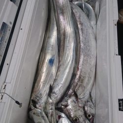 武士(SAMURAI) 釣果