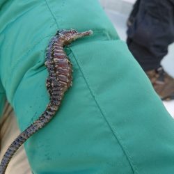 フィッシングボートACE(エース) 釣果