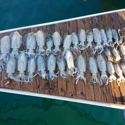 フィッシングボートACE(エース) 釣果