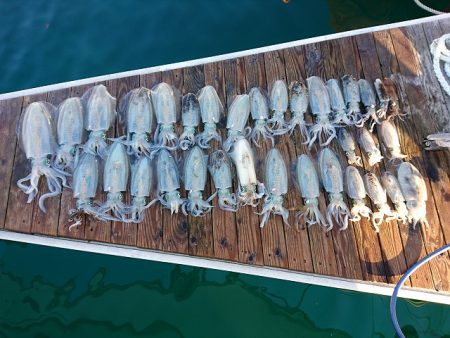 フィッシングボートACE(エース) 釣果