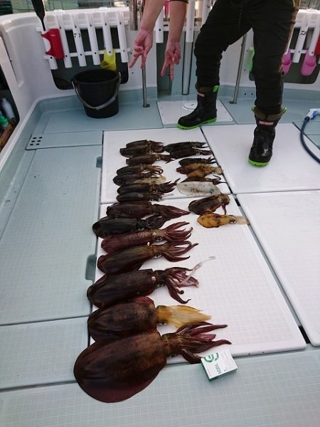 フィッシングボートACE（エース） 釣果