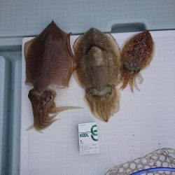 フィッシングボートACE（エース） 釣果