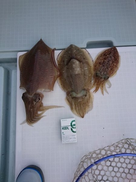 フィッシングボートACE（エース） 釣果