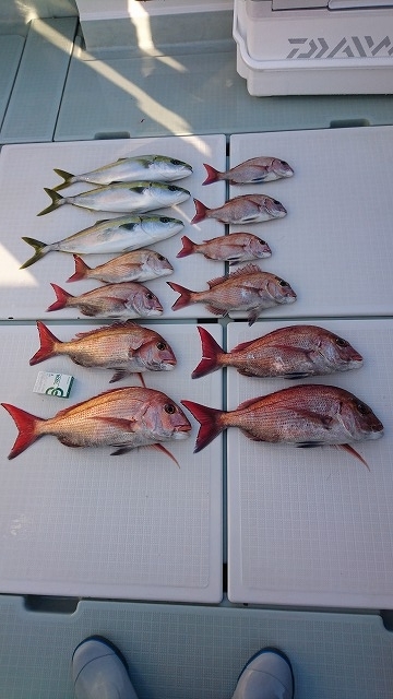 フィッシングボートACE(エース) 釣果