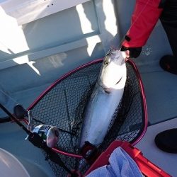 フィッシングボートACE（エース） 釣果