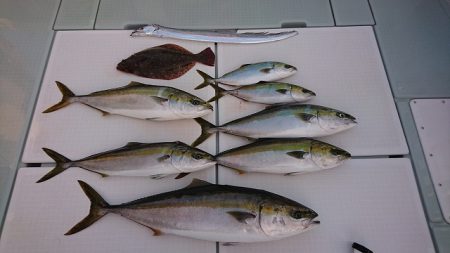 フィッシングボートACE（エース） 釣果