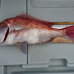 フィッシングボートACE(エース) 釣果