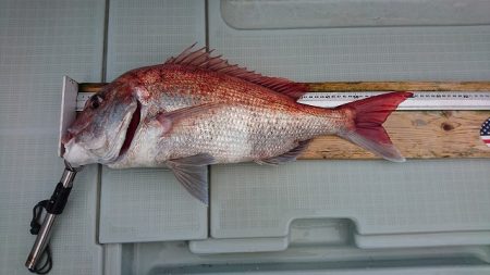 フィッシングボートACE(エース) 釣果