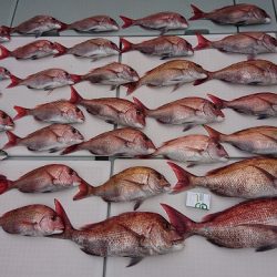 フィッシングボートACE(エース) 釣果