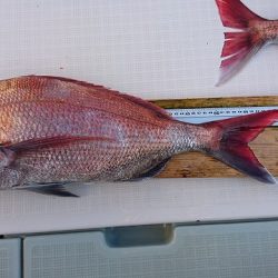 フィッシングボートACE（エース） 釣果