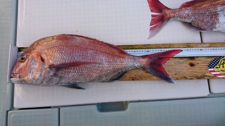 フィッシングボートACE（エース） 釣果