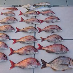 フィッシングボートACE(エース) 釣果