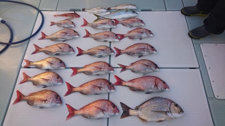 フィッシングボートACE(エース) 釣果