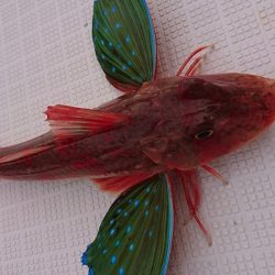 フィッシングボートACE（エース） 釣果