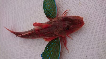 フィッシングボートACE（エース） 釣果