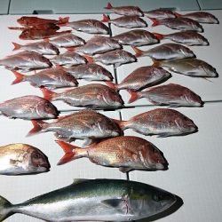 フィッシングボートACE（エース） 釣果