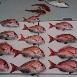 フィッシングボートACE（エース） 釣果