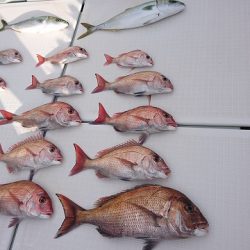 フィッシングボートACE(エース) 釣果