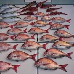 フィッシングボートACE（エース） 釣果