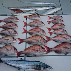 フィッシングボートACE(エース) 釣果