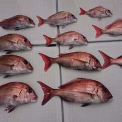 フィッシングボートACE(エース) 釣果