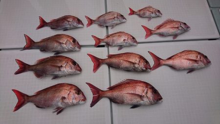 フィッシングボートACE（エース） 釣果