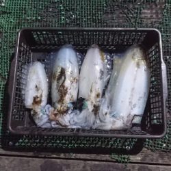 シードリーム 釣果