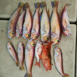 金剛丸 釣果