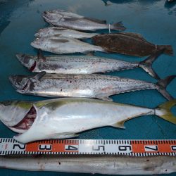 アジアマリンサービス 釣果