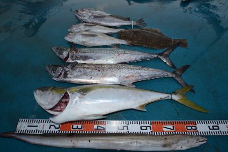 アジアマリンサービス 釣果