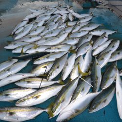 アジアマリンサービス 釣果