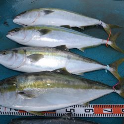 アジアマリンサービス 釣果