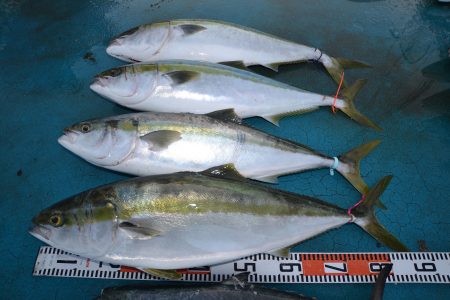 アジアマリンサービス 釣果