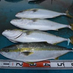 アジアマリンサービス 釣果