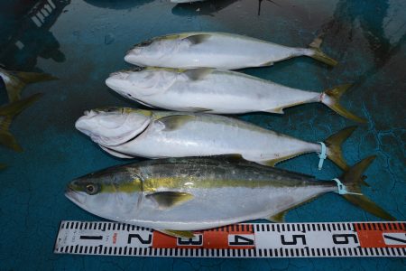 アジアマリンサービス 釣果