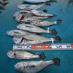 アジアマリンサービス 釣果