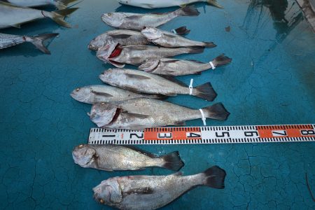 アジアマリンサービス 釣果