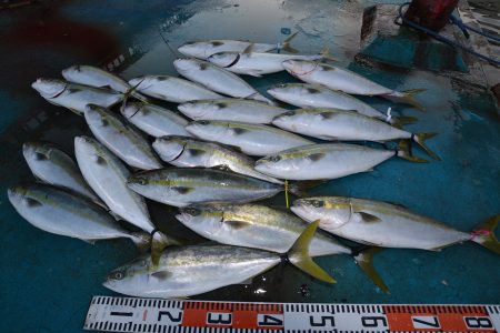 アジアマリンサービス 釣果