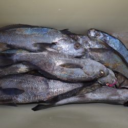 アジアマリンサービス 釣果