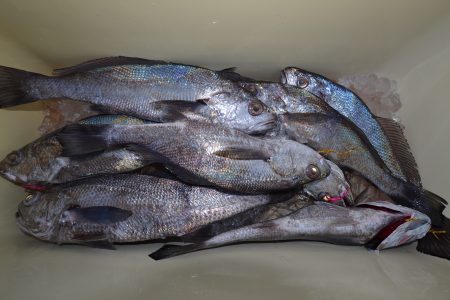 アジアマリンサービス 釣果