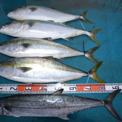 アジアマリンサービス 釣果