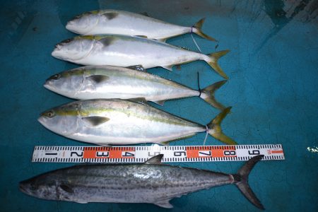 アジアマリンサービス 釣果