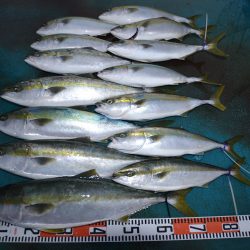 アジアマリンサービス 釣果