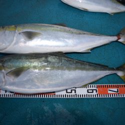 アジアマリンサービス 釣果