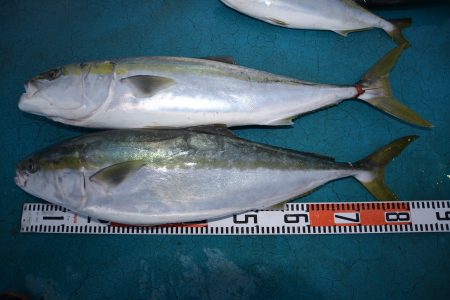 アジアマリンサービス 釣果