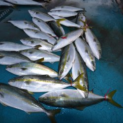 アジアマリンサービス 釣果