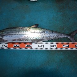 アジアマリンサービス 釣果