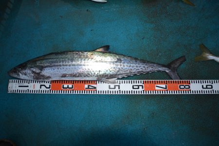 アジアマリンサービス 釣果