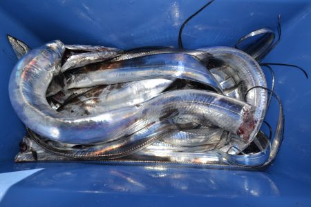 アジアマリンサービス 釣果